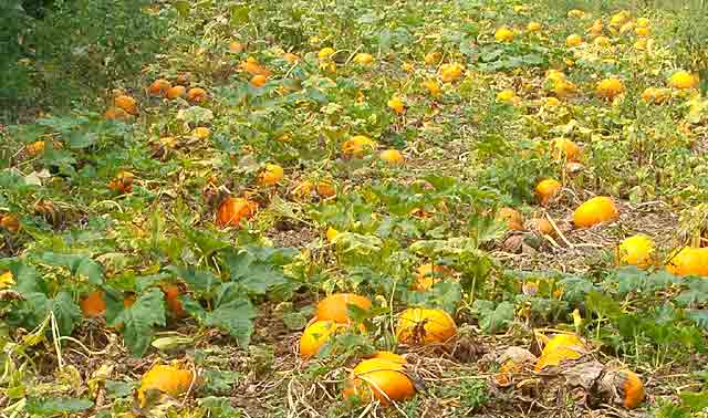 Kaka Vam je ono slikica ?