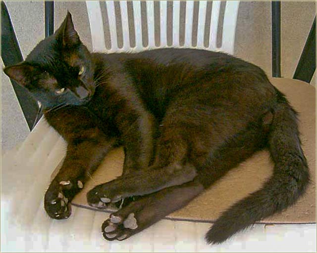 Mačak i tri generacije Lala...