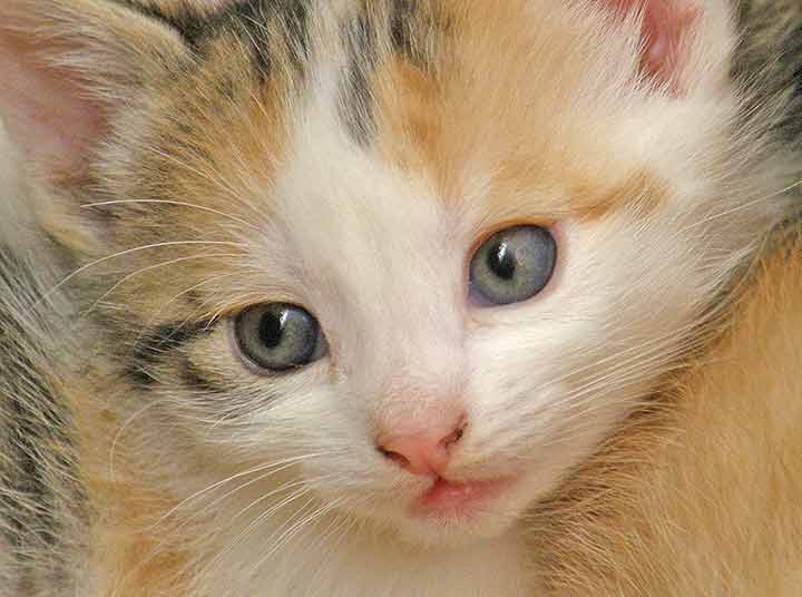 Raspodela mačića...