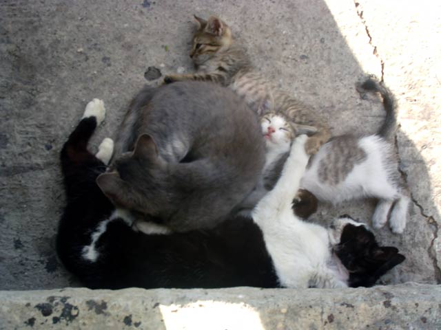 Za čega nam služidu mačke ?