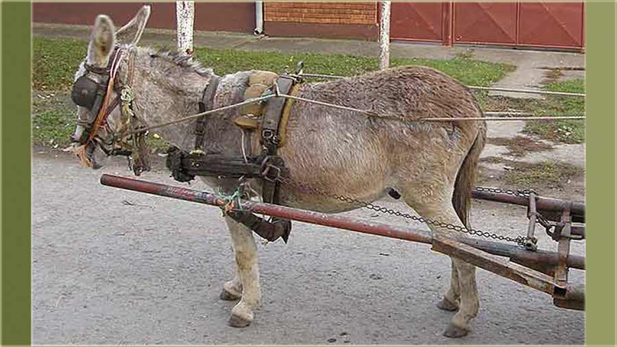 Ništa brez drčanika...