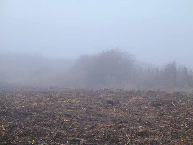 Kav magarac u maglu...