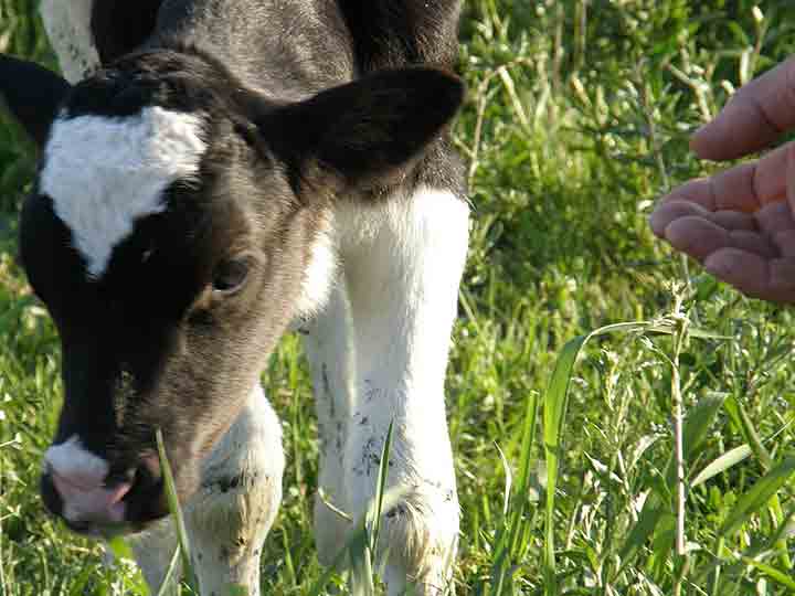 Ispitivanje gladnoće ...