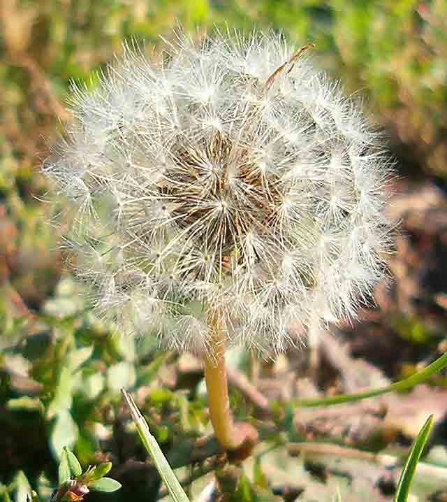 Maslačak u kasnu jesen 2006-te...
