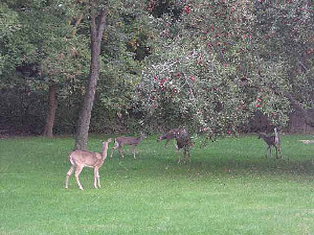 Košute u potricu...