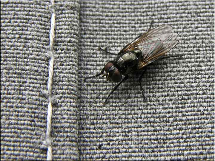 Muva, a u decemberu ...