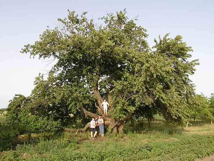 Naj NM trešnja, a i šire ...