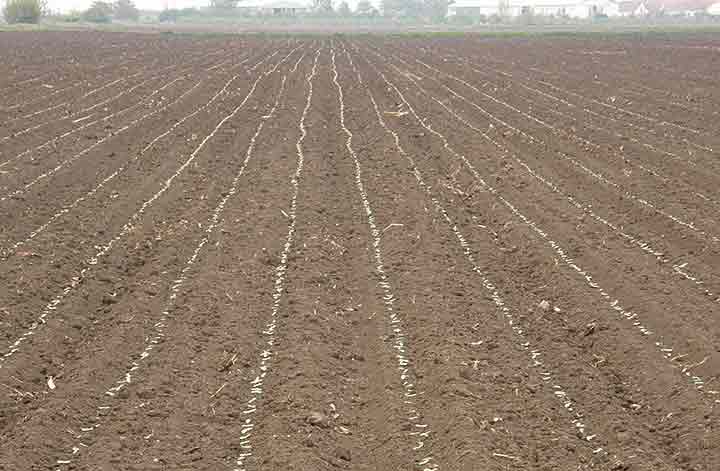 Dobro je niknulo ...