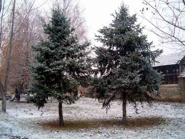 Partizani(ovci) III...