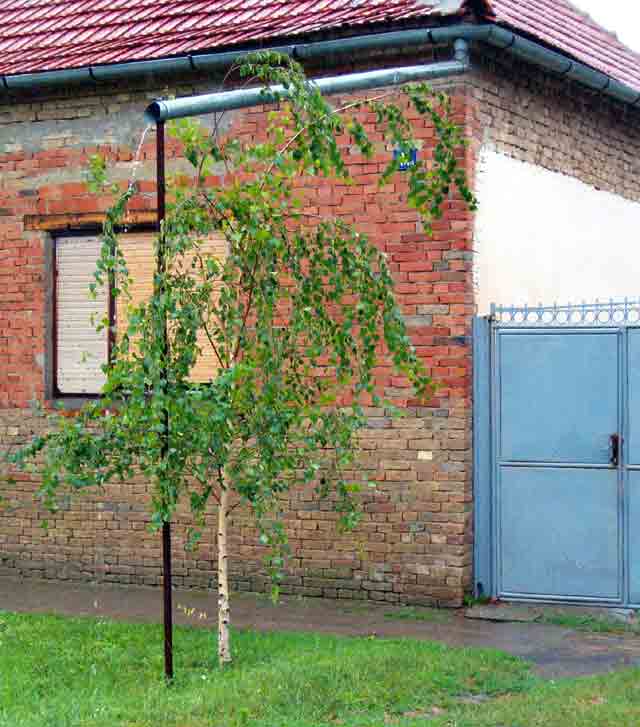 Celi dan pada kiša...