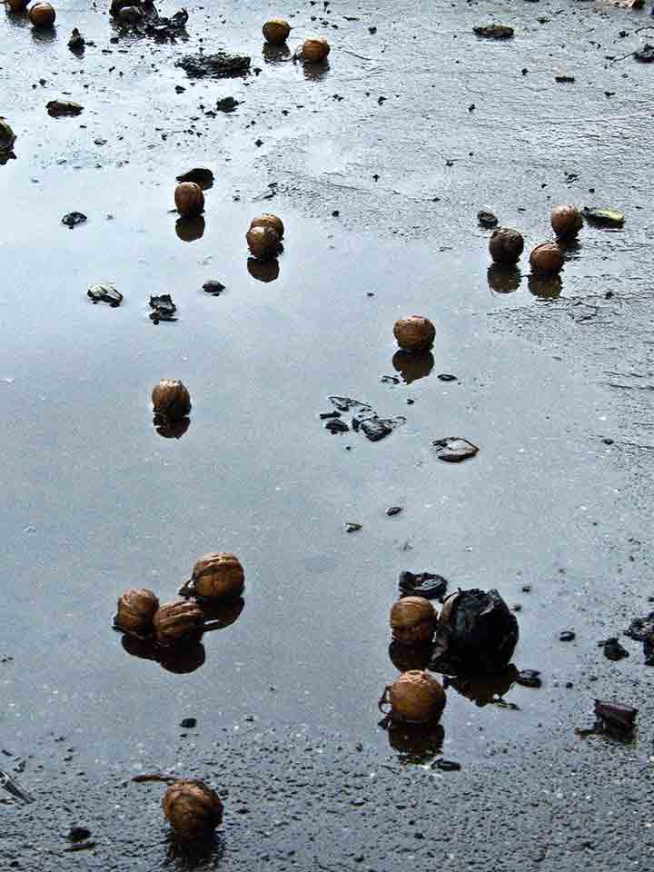 Orasi naglo sPadadu sas oraja ...