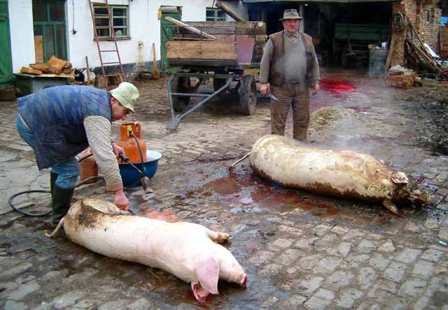 Vandredna situvacija...