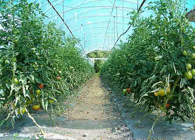 NM paradajz brez pasticida...