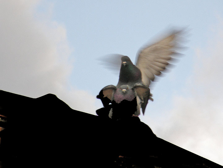 Dobro je, biće gulubčića ...