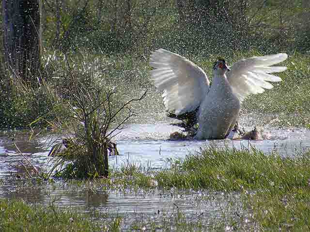 Mali, pa besan II...