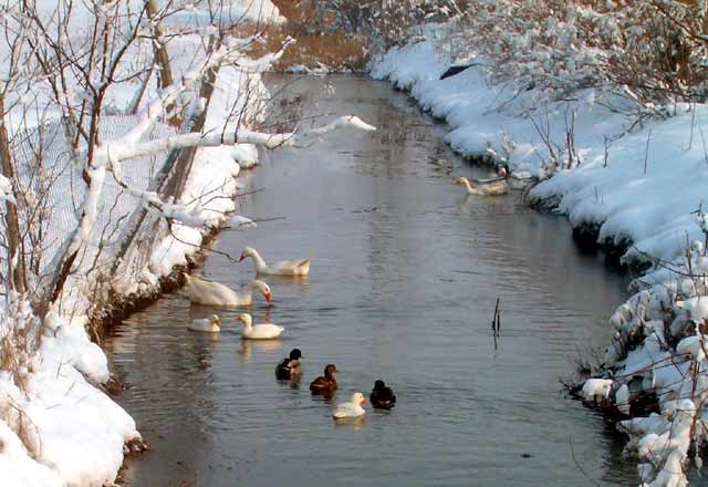 Ko je uživo zimus...