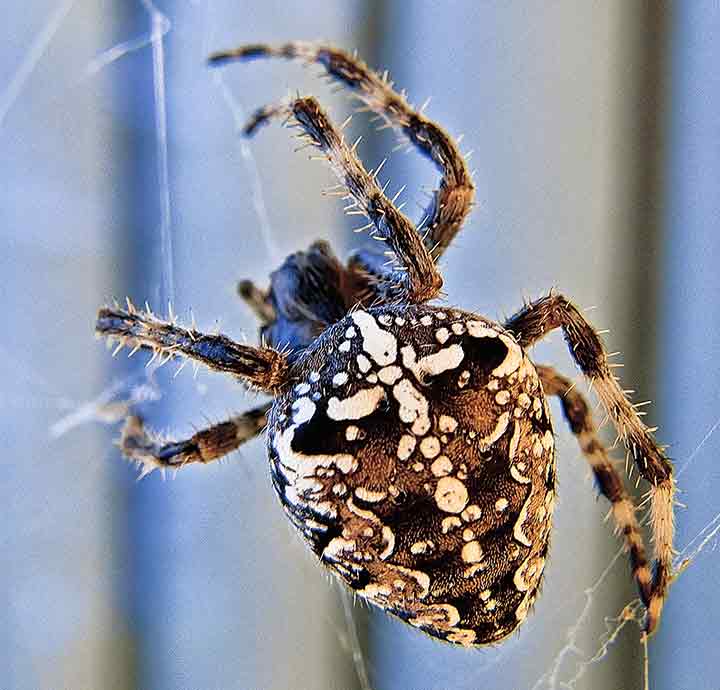 NM inspiracija za tetoviranje ...