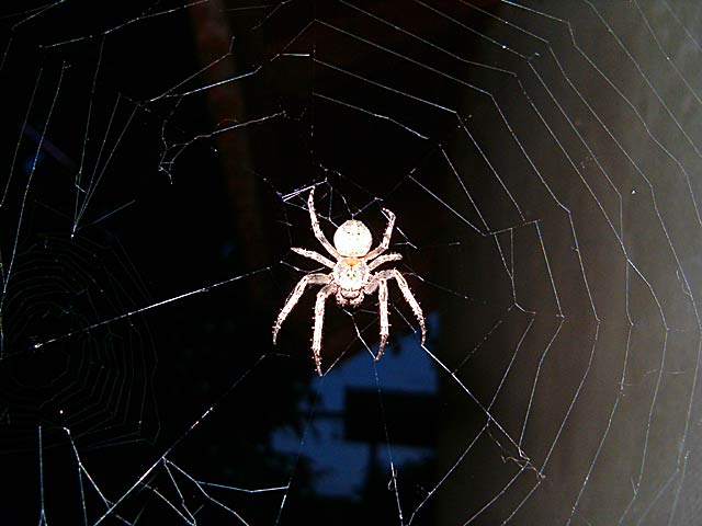 Pavukova mreža na NM web pendžer...