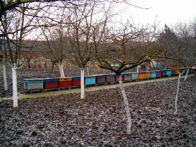 I pčelama je zima...