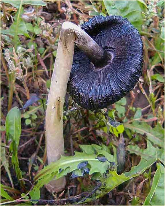 Pečurke u oktomberu...