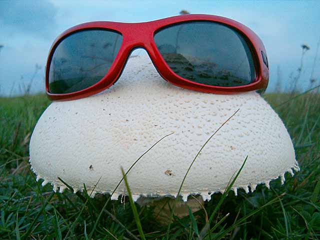 Džinovske pečurke u NM...