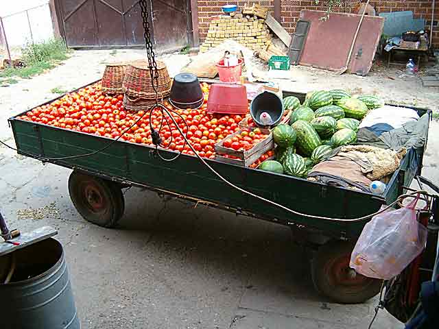 Biće soka od paradajza...