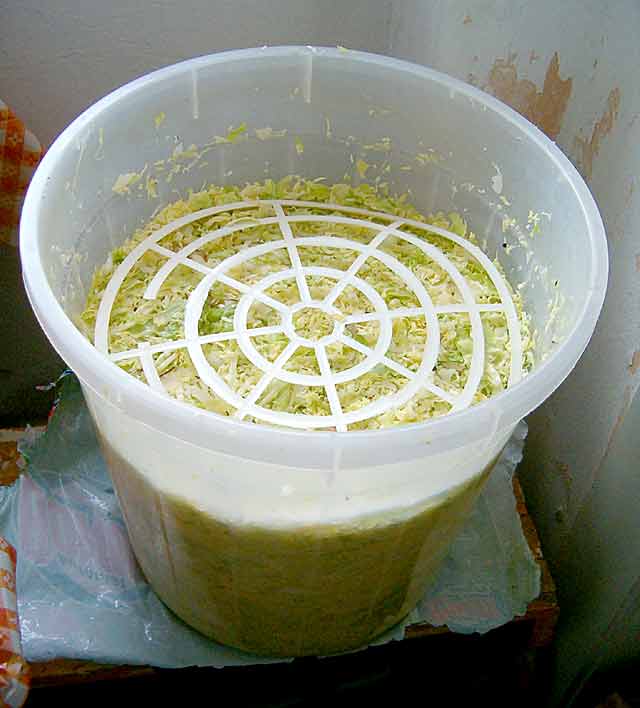 Rezanje kupusa III...