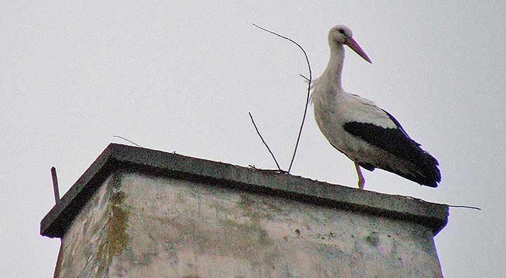 Stigle su nam rode !!!