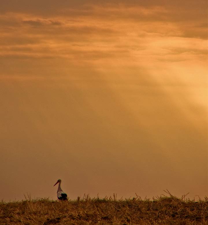 Opustila su rodčija gnjizda ...