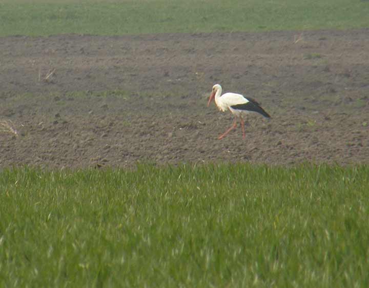 Foto roman o rodi i zecovima ...