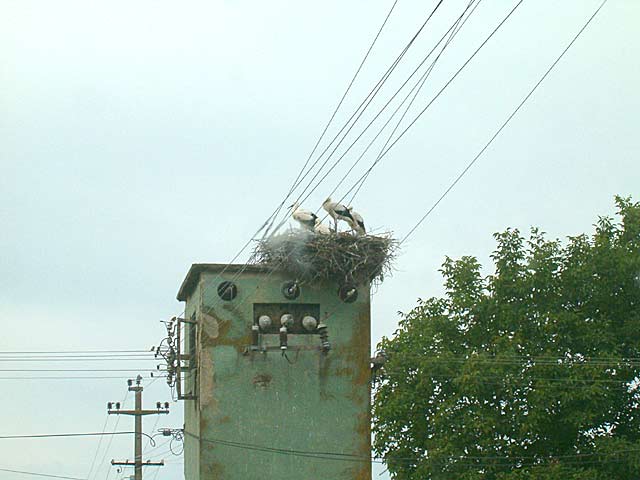 Rastidu rodčići II...