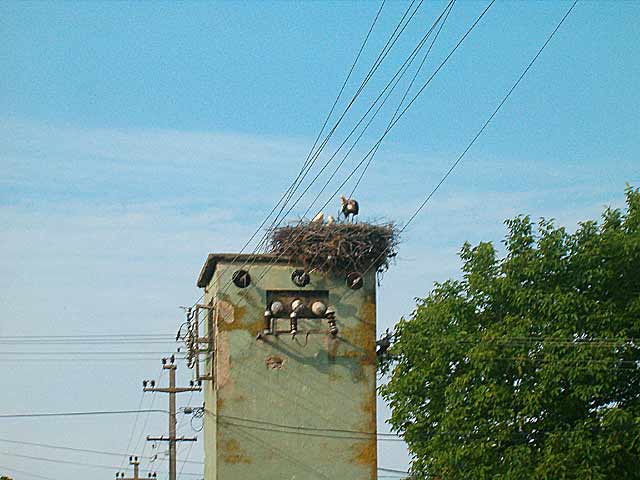 Rastidu rodčići...