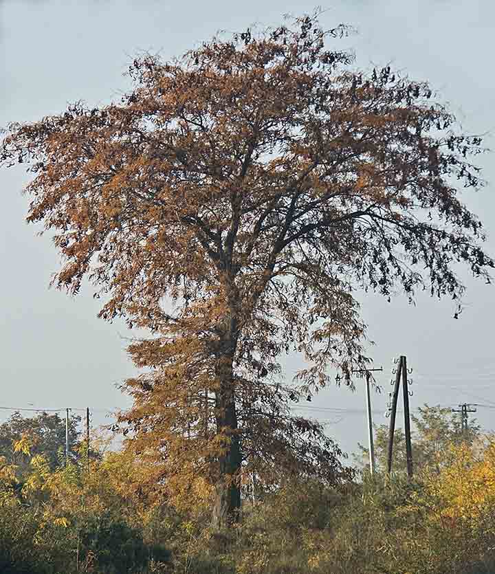 I rogač je rodijo ...