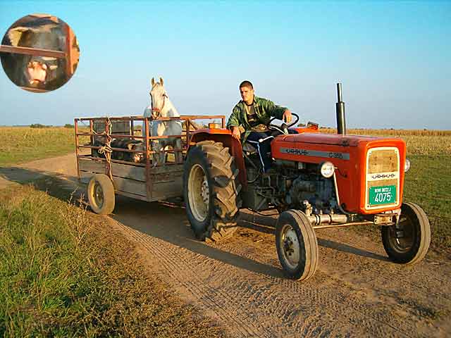 Seoba živog izAtara u selo...