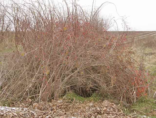 Grm šipka, posla tri godine...