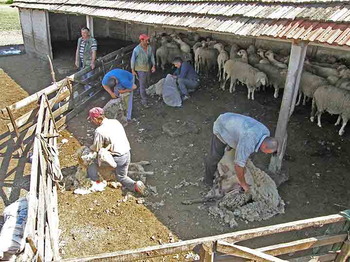 Kav ovce prid šišanje ...