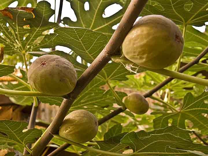 NM godina smokvi ...