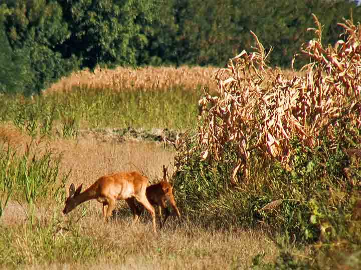 Vreme izobilja za srne i lanad...