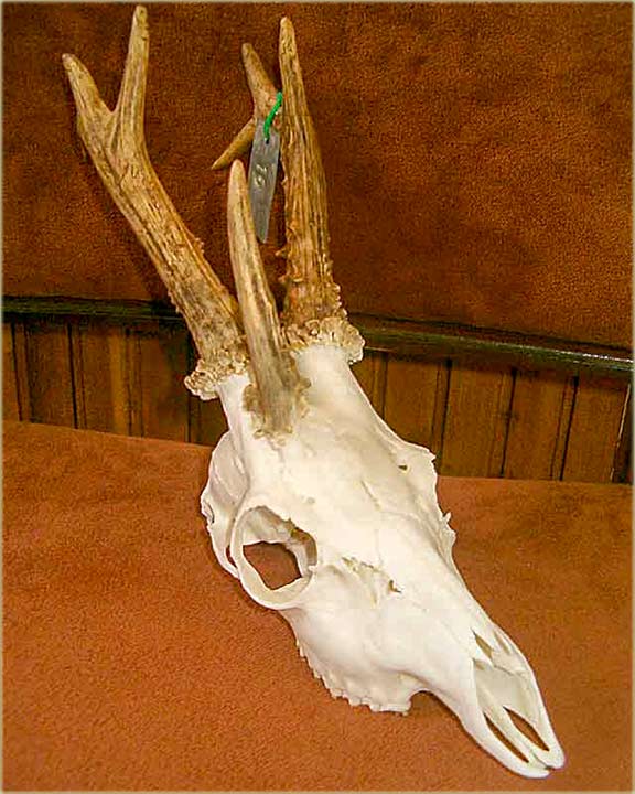 TroRoGlavi srndać...