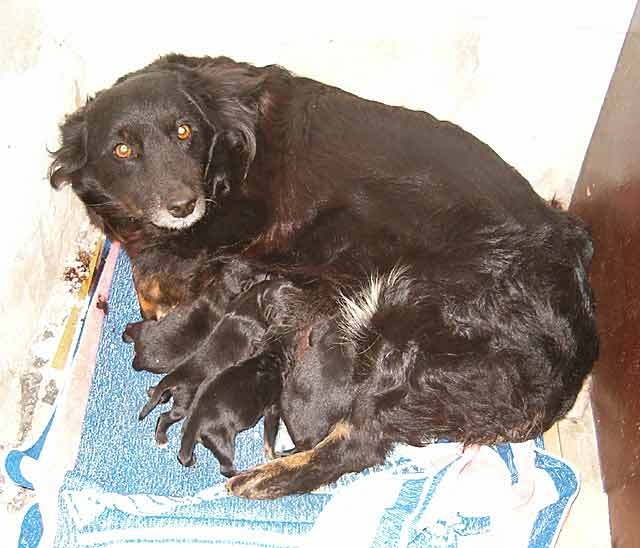 Kad se keruša ošteni...