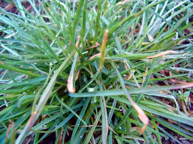 Prva prolećna kiša...