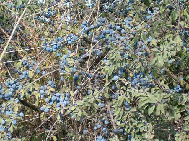 Trnjine su dobro rodile...