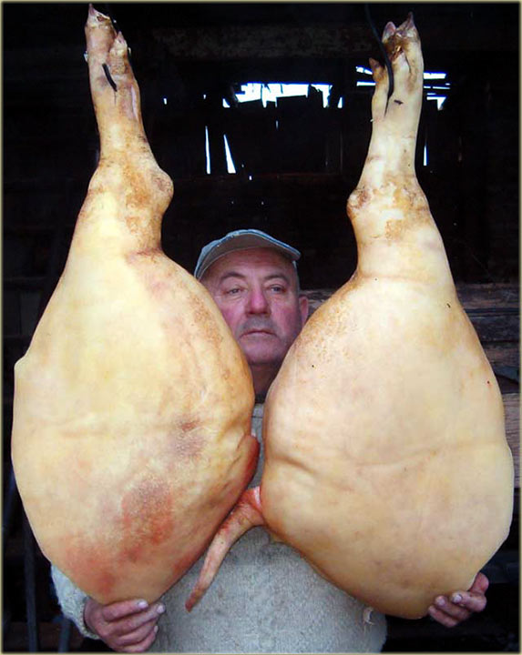 Izgubljen međ šunkama...