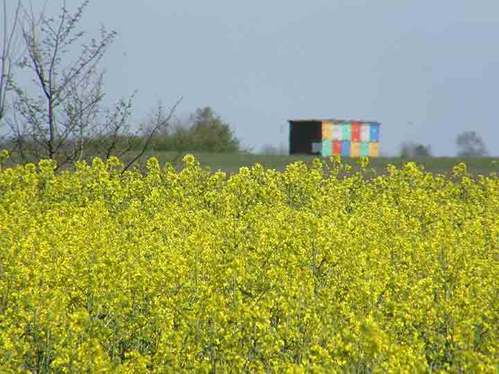 Procvetala je uljana repica...