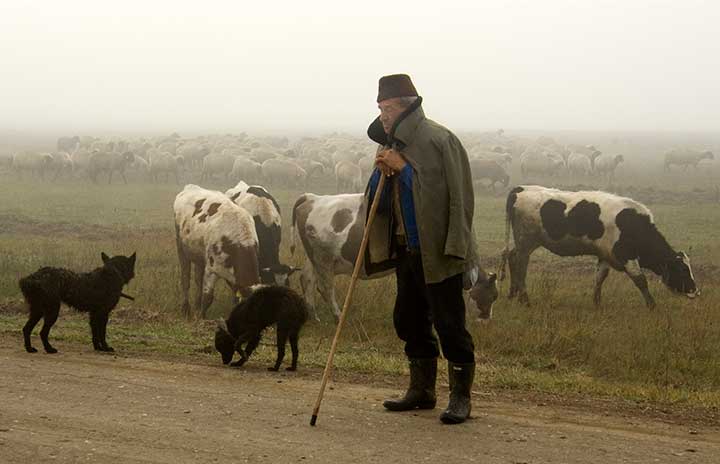 Ko to mož da spava stojećki ?