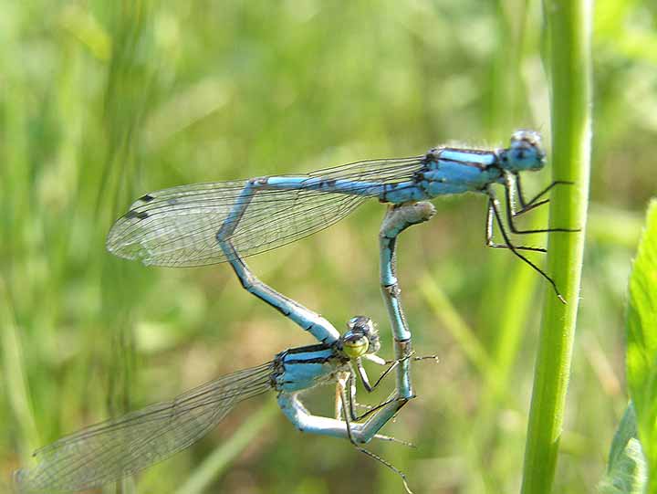 Biće rodna godina ...
