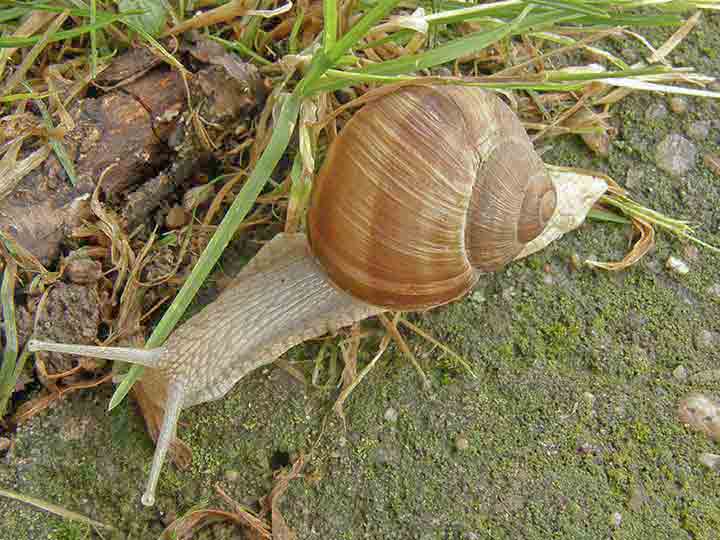 Pušćaj pužo rogove ...