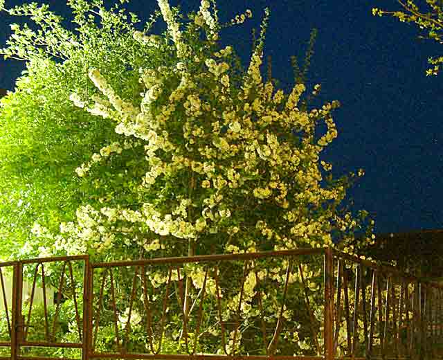 Voćke cvetadu i noćom...