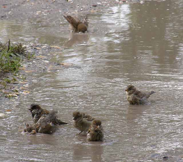 Debeli vrabci ove jeseni...