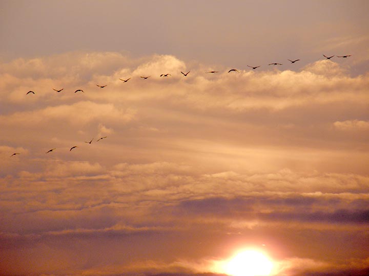 Sivi ždralovi okolo NM-a...